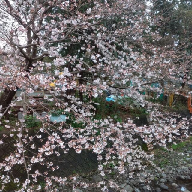 こんにちは😀タクセル天間です

近くの桜の花が咲き始めました🌸
あと数日で満開になりそうです🌸

今週はくもりや雨の日が続いていますが
菜種梅雨という現象のようです☂
菜の花の咲く時期と重なることから
こう呼ぶそうです✿

少しずつ暖かくなってきましたが
寒暖差がありますので体調にはお気を付けください

タクセルでは事前相談常時受付ております
お気軽に起こしください

#家族葬 #家族葬のタクセル #家族葬のタクセル 天間 #富士市 #富士市家族葬