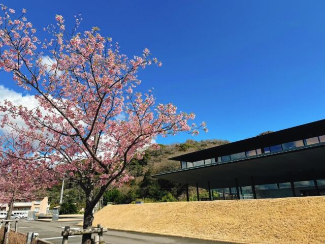 こんにちは！
家族葬のタクセル東小川です🌸

志太地区の斎場会館「星山の苑」の駐車場には河津桜が植えられています。皆様、あまりにも綺麗な河津桜なので写真をとっていかれます（写真は2/26現在）

星山の苑は、第53回中部建築賞一般部門で入賞したことがあります。
「星山の苑」の愛称は、全国から募集した総数120件の応募の中から決められ、斎場会館の背景にある山の名前「星山」にちなみ、故人を風景の中に感じられることで遺族の悲しみを和らげ、また、人々に浪漫を感じさせる美しい名前で馴染みやすい施設になってほしいという願いが込められています

🌸葬儀の事なら想いを託せるタクセルへ🌸

#家族葬のタクセル
#タクセル 
#事前相談
#年会費無料
#入会金無料
#河津桜
#星山
#静岡